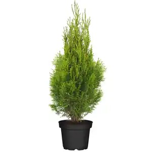 toom Lebensbaum 'Smaragd' 19 cm Topf