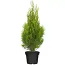 Bild 1 von toom Lebensbaum 'Smaragd' 19 cm Topf