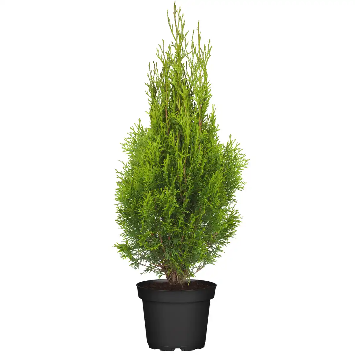 Bild 1 von toom Lebensbaum 'Smaragd' 19 cm Topf