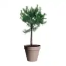 Bild 3 von GARDENLINE Gewürzstämmchen