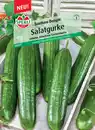 Bild 1 von Sperli Salatgurke Southern Delight F1