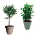 Bild 1 von GARDENLINE Gewürzstämmchen