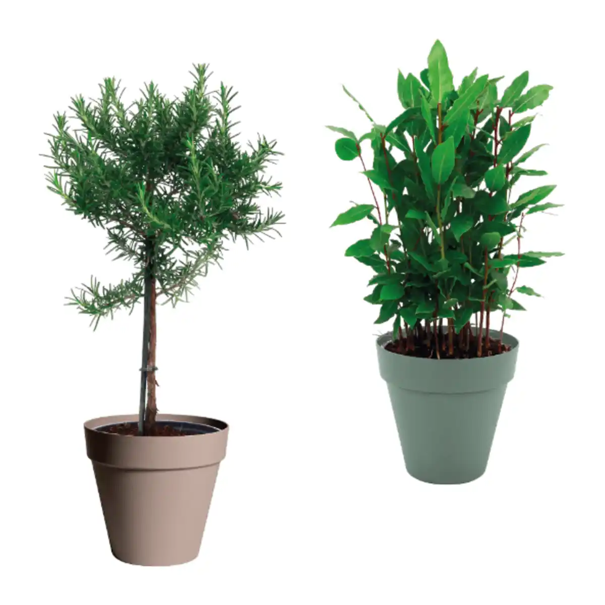 Bild 1 von GARDENLINE Gewürzstämmchen