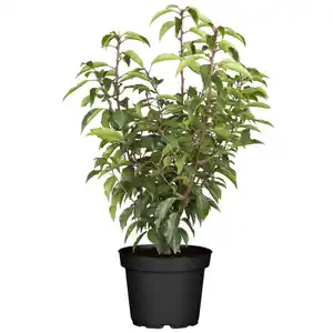 toom Portugiesischer Kirschlorbeer 60-70 cm, 19 cm Topf