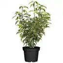 Bild 1 von toom Portugiesischer Kirschlorbeer 60-70 cm, 19 cm Topf