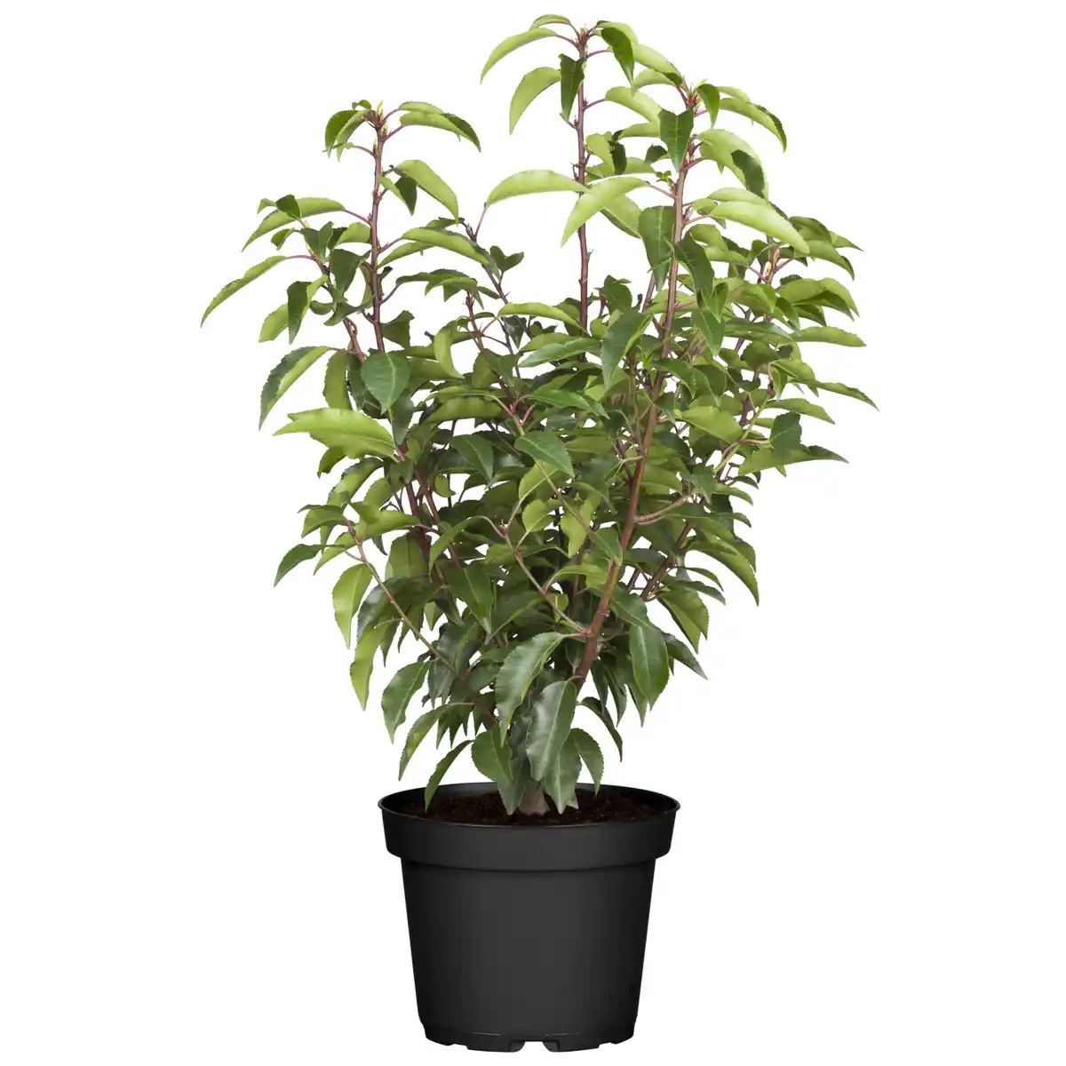 Bild 1 von toom Portugiesischer Kirschlorbeer 60-70 cm, 19 cm Topf