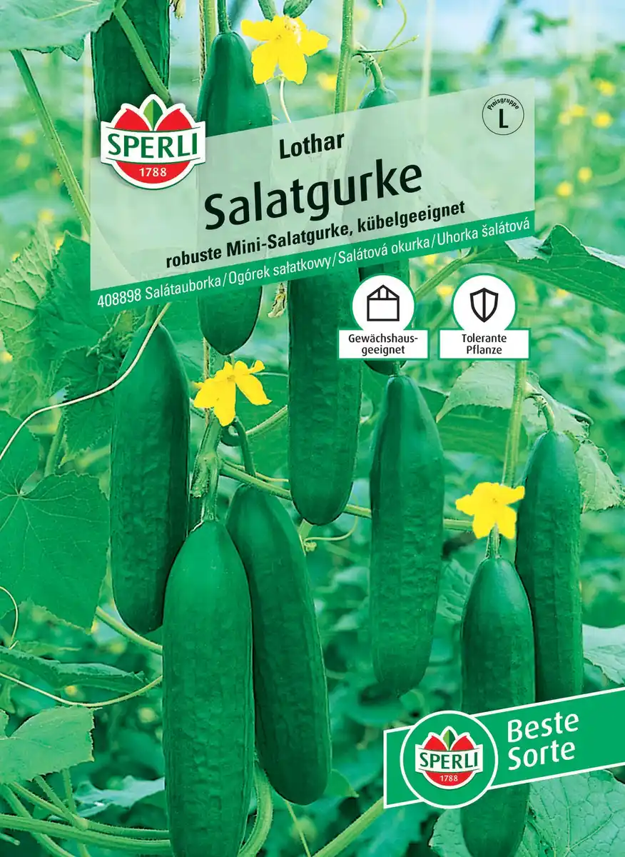 Bild 1 von Sperli Salatgurke Lothar F1