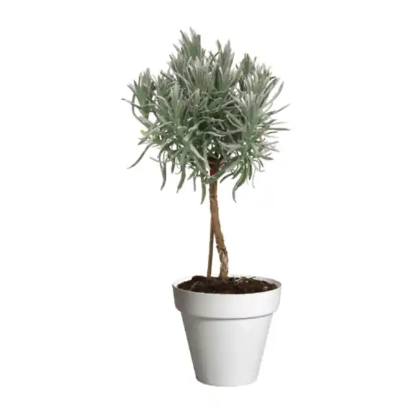 Bild 4 von GARDENLINE Gewürzstämmchen