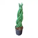 Bild 3 von GARDENLINE Sansevieria