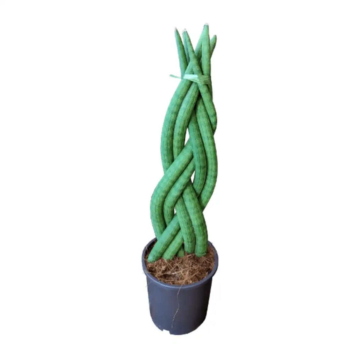Bild 3 von GARDENLINE Sansevieria