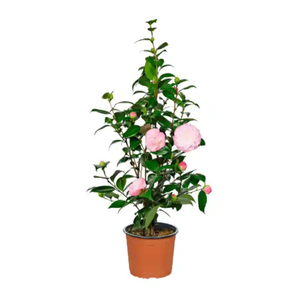 Bild 4 von GARDENLINE Kamelie