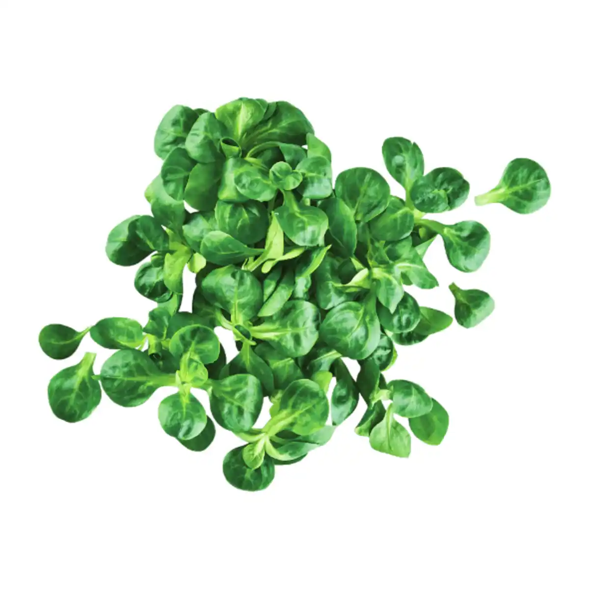 Bild 1 von Feldsalat 150g