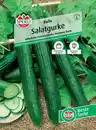 Bild 1 von Sperli Salatgurke Bella F1