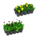 Bild 1 von GARDENLINE Frühlingsmix