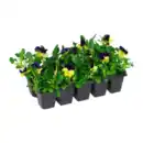 Bild 4 von GARDENLINE Frühlingsmix