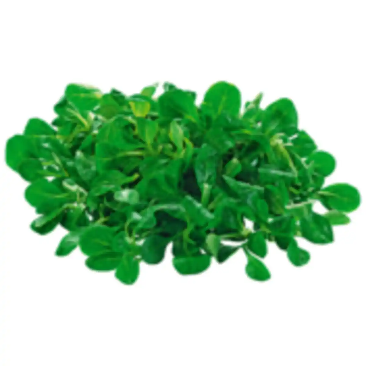 Bild 1 von Feldsalat