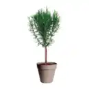 Bild 2 von GARDENLINE Gewürzstämmchen