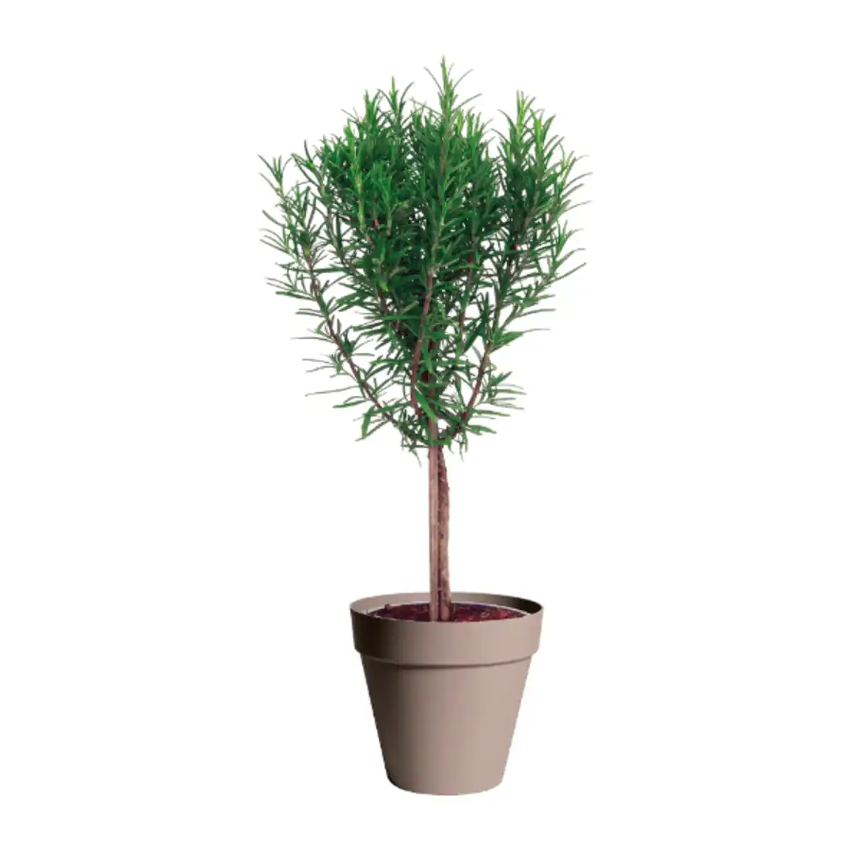 Bild 2 von GARDENLINE Gewürzstämmchen