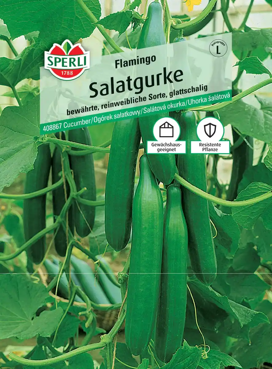 Bild 1 von Sperli Salatgurke Flamingo F1