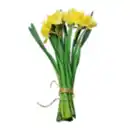 Bild 1 von Narzissen