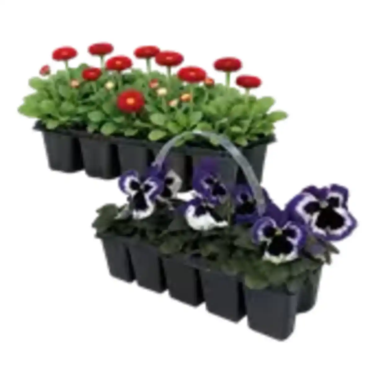 Bild 1 von 10er-Pack Frühlingsblumen