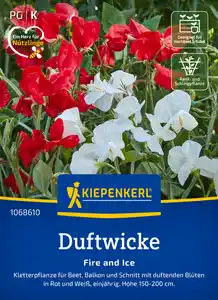 Kiepenkerl Blumensamen Duftwicke Fire and Ice für ca. 25 Pflanzen