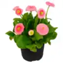 Bild 1 von Osterglocke oder Gänseblümchen