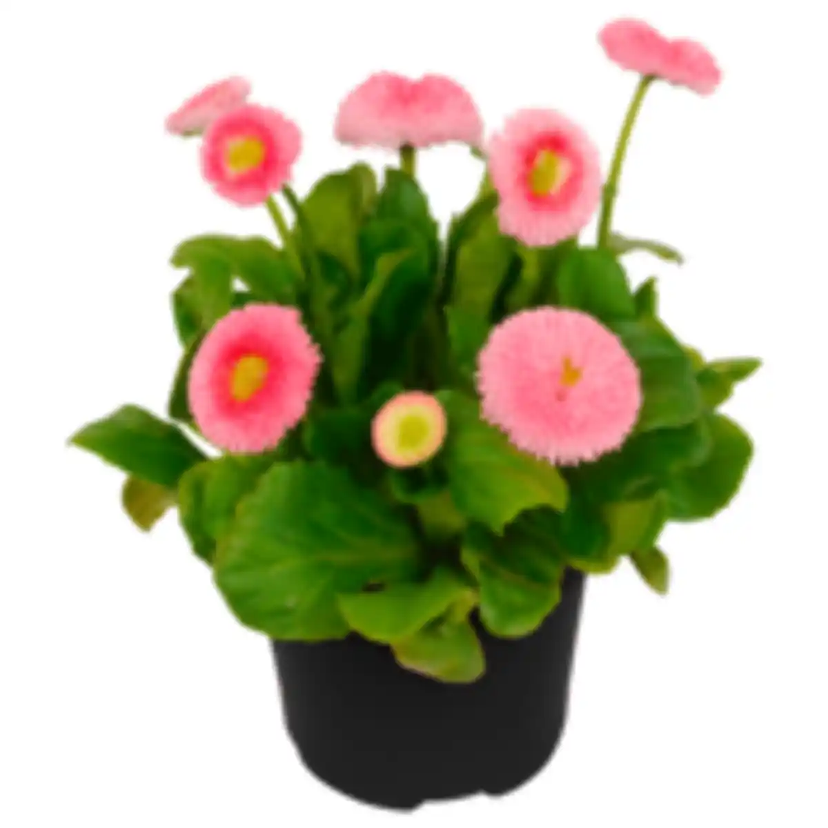 Bild 1 von Osterglocke oder Gänseblümchen