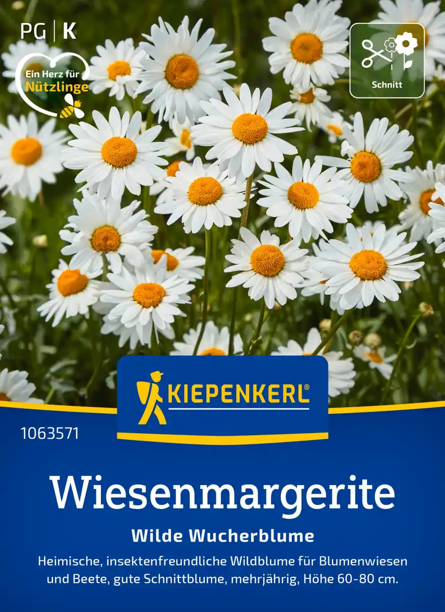 Bild 1 von Kiepenkerl Blumensamen Wiesenmargeriten Wilde Wucherblume für ca. 300 Pflanzen