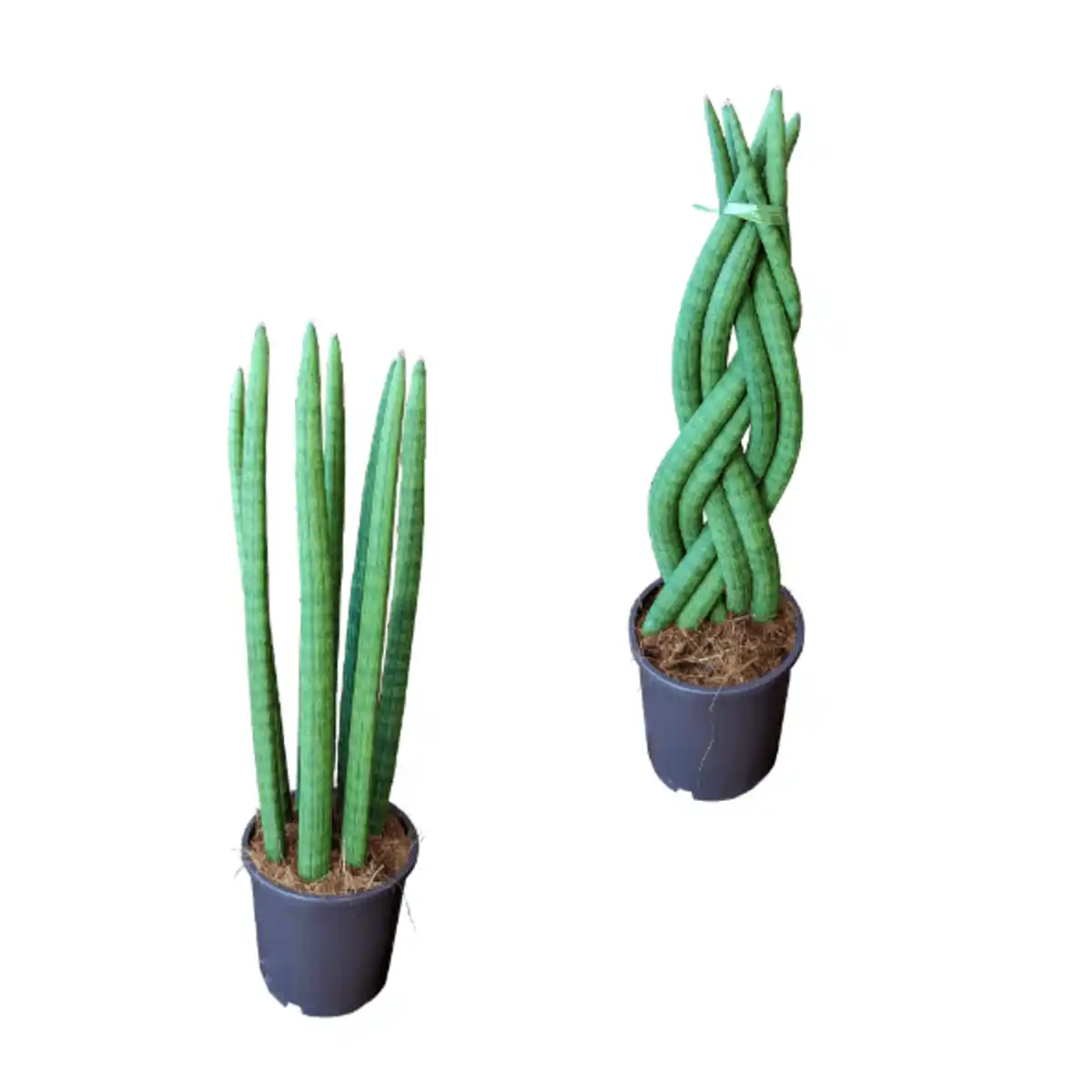 Bild 1 von GARDENLINE Sansevieria
