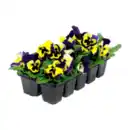 Bild 2 von GARDENLINE Frühlingsmix