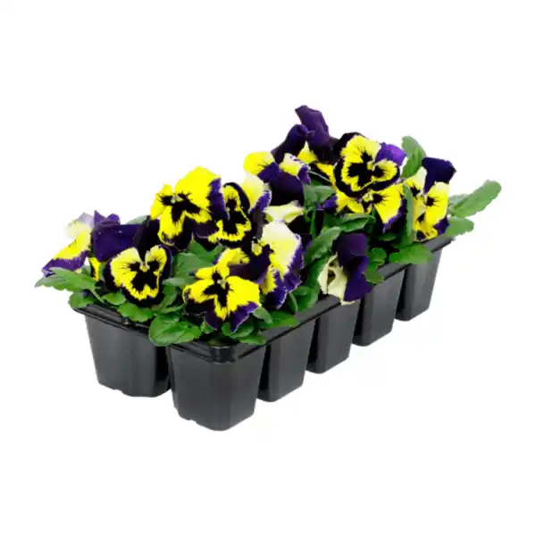 Bild 2 von GARDENLINE Frühlingsmix