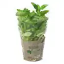 Bild 1 von GO Regio Kräuter