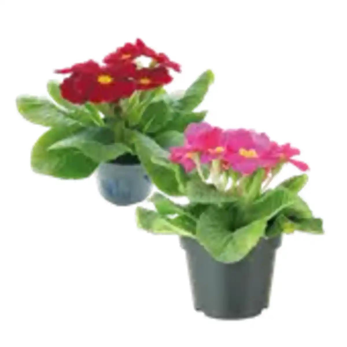 Bild 1 von Stielprimel