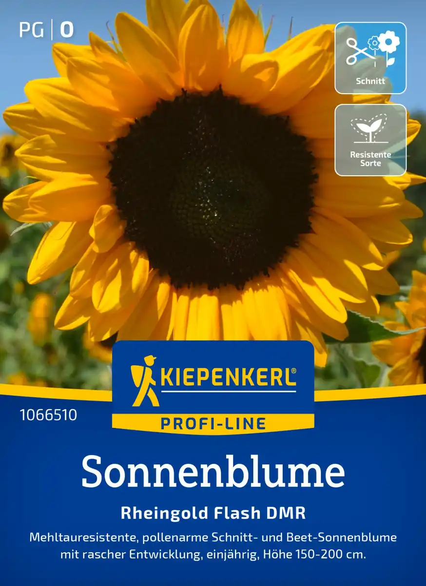 Bild 1 von Kiepenkerl Profi-Line Blumensamen Sonnenblumen Rheingold Flash DMR F1 für ca. 15 Pflanzen