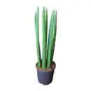 Bild 2 von GARDENLINE Sansevieria