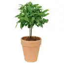 Bild 1 von GARDENLINE Gewürzstämmchen, Salbei