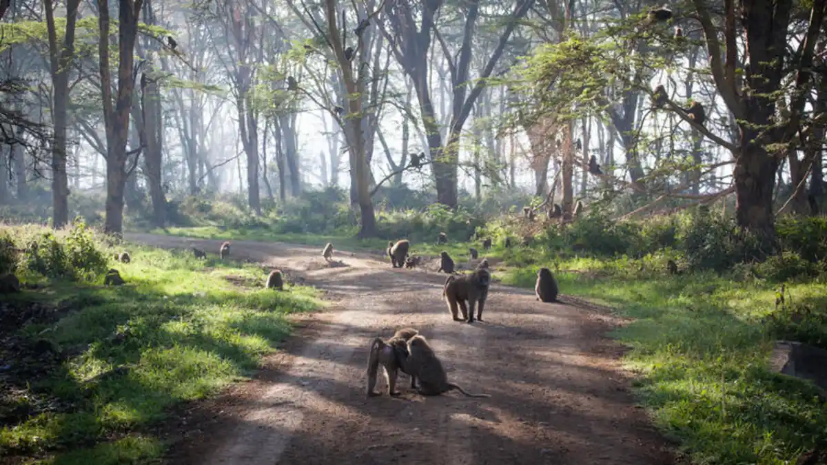 Bild 1 von Rundreisen Kenia: Von wilden Safaris bis zu weißen Stränden