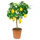Bild 1 von GARDENLINE Stämmchen, Zitrone