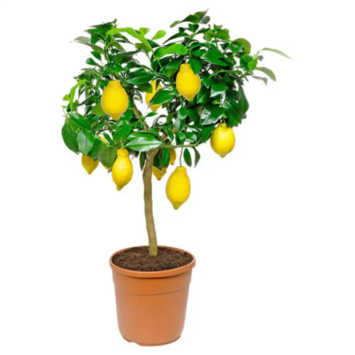 Bild 1 von GARDENLINE Stämmchen, Zitrone