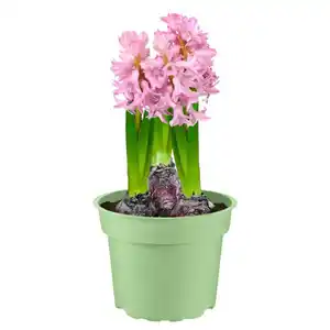 GARDENLINE Premium Blumenzwiebeln T15, Hyazinthe