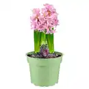 Bild 1 von GARDENLINE Premium Blumenzwiebeln T15, Hyazinthe