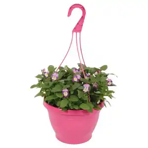 GARDENLINE Viola Ampeln T19, Pink