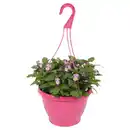 Bild 1 von GARDENLINE Viola Ampeln T19, Pink