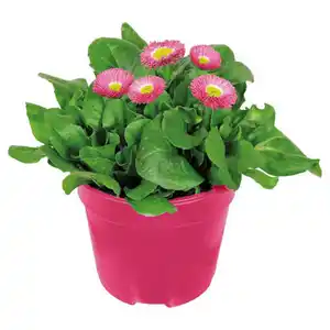 GARDENLINE Bellis Erdbeersahne T12