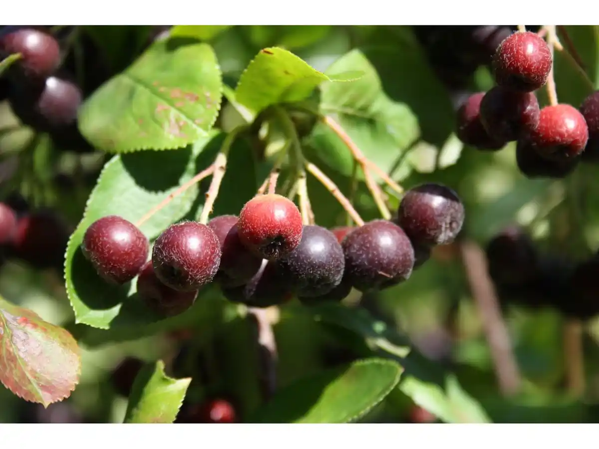 Bild 1 von Apfelbeere Viking (1 Pflanze)