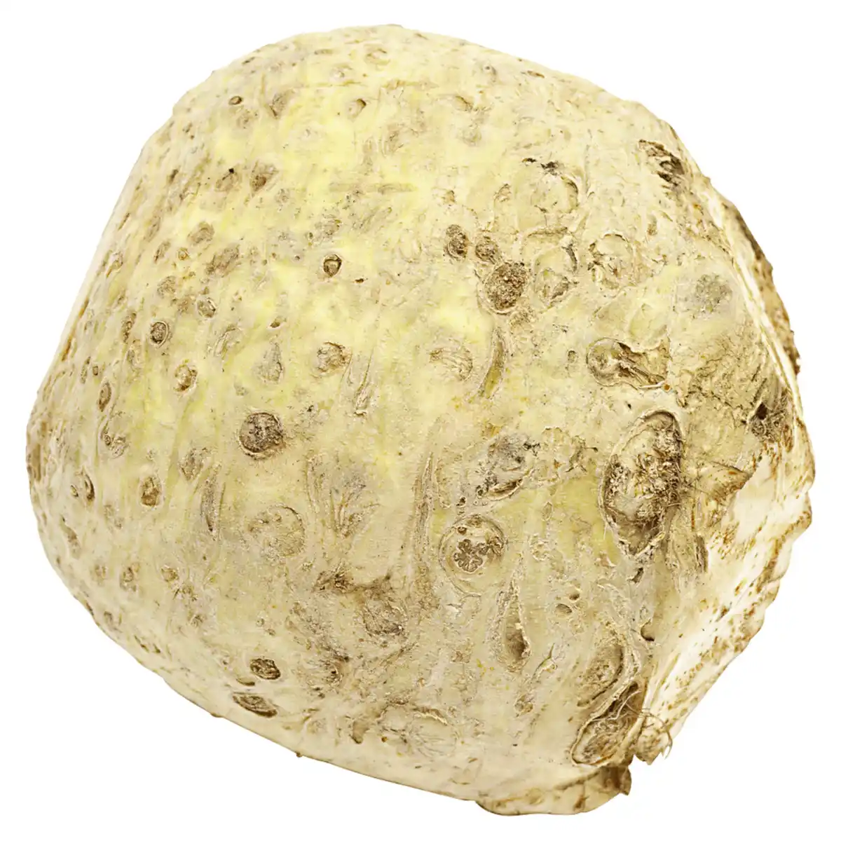 Bild 1 von REWE Bio Knollensellerie ca. 1kg