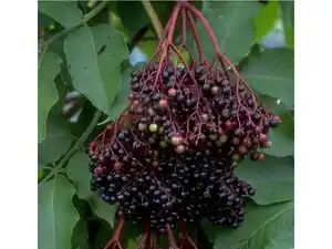 Holunder »Haschberg«,  im 3 Liter Topf, hohe Fruchterträge, vielseitig verwendbar