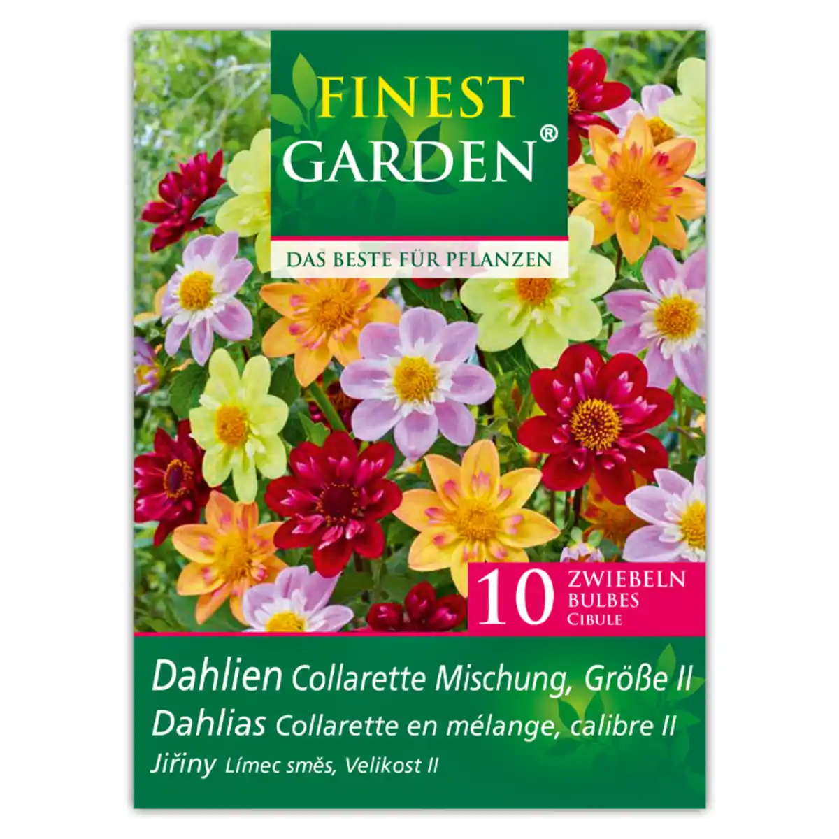 Bild 4 von Finest Garden Dahlienzwiebeln
