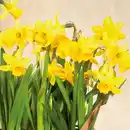 Bild 2 von Narzissen "Tête-à-Tête" / Hyazinthen